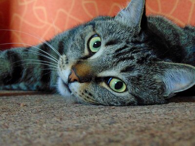 Cute close up feline