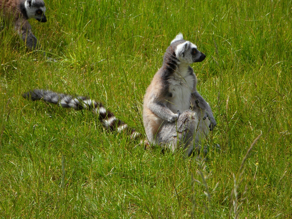 Sit lemur lemur catta