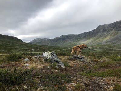 Panoramic mountain grass photo