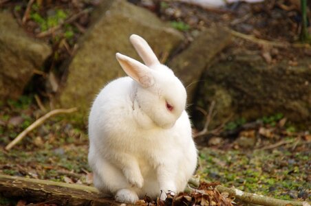 Animal hares wild