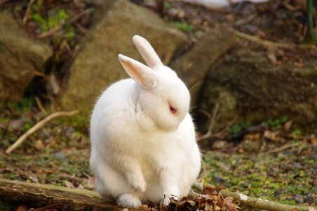 Animal hares wild photo