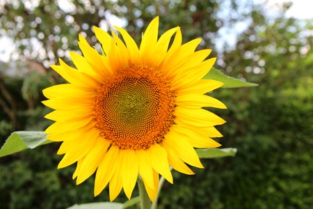 Flower sun yellow flower seeds birds