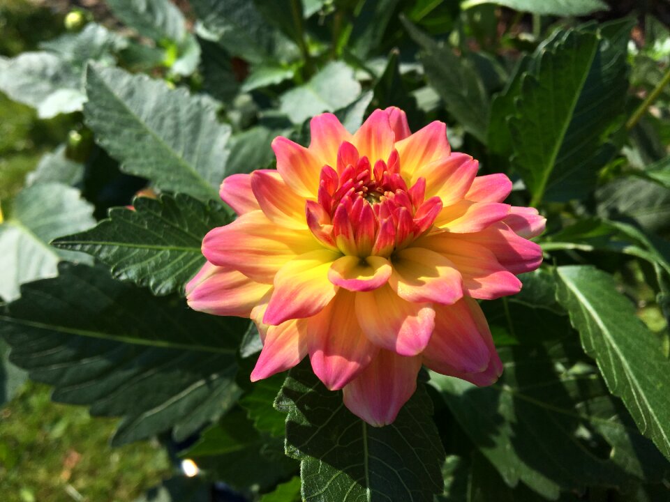 Dahlia garden summer