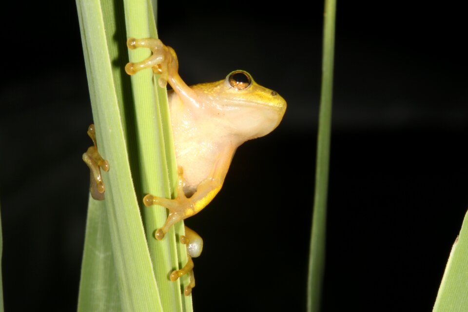 Hyperolid hyperolidae reed frog
