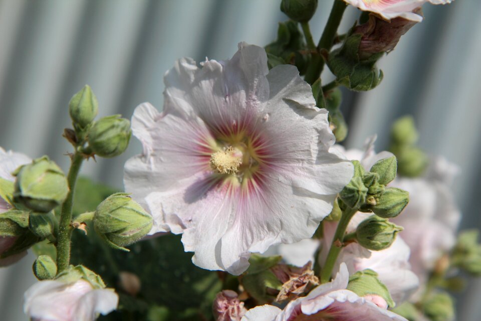 Hollyhock pink flowering brittany