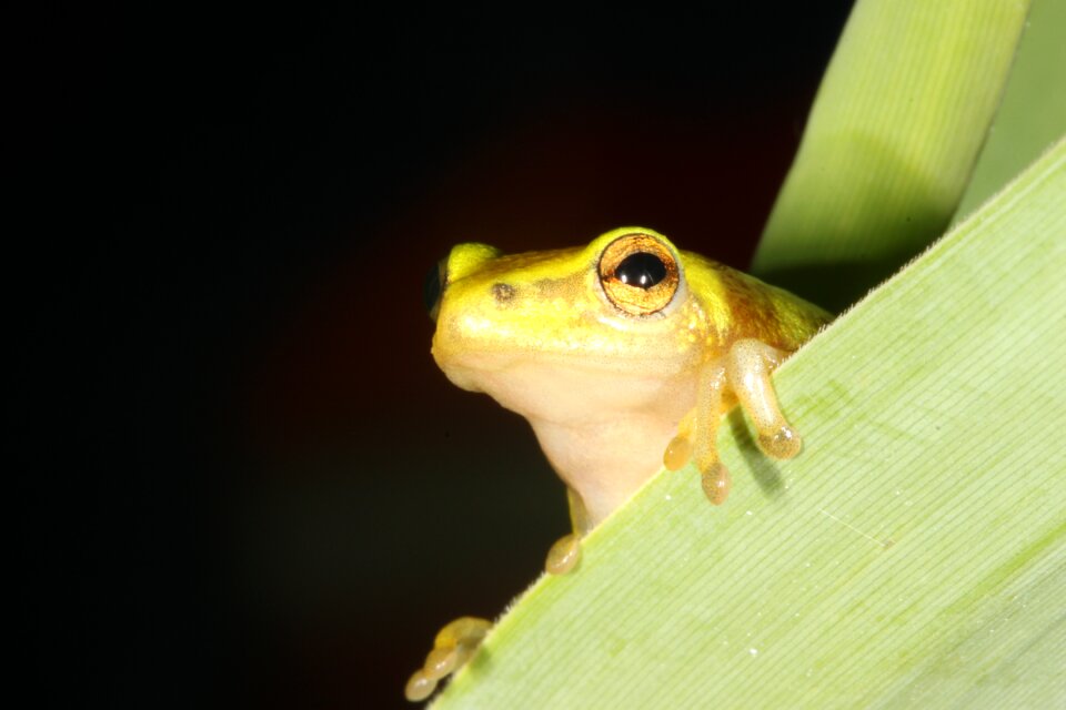 Hyperolid hyperolidae reed frog