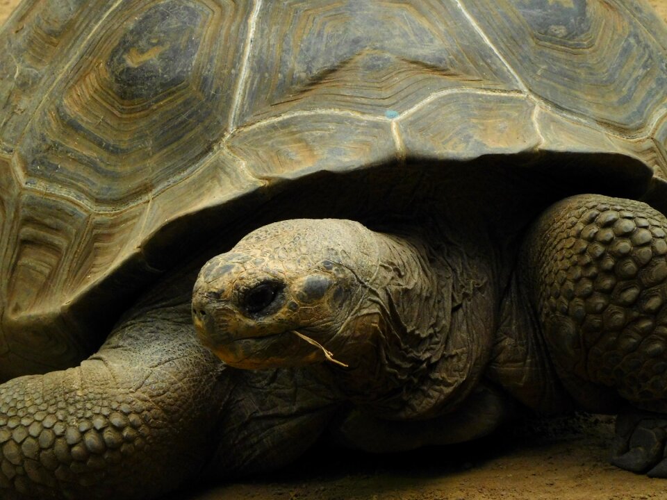 Galapagos turtle panzer zoo