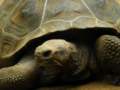 Galapagos turtle panzer zoo photo