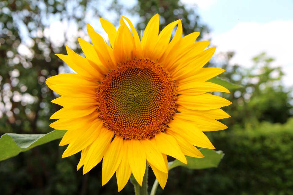 Flower sun agriculture yellow flower