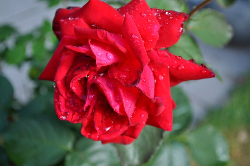 Bloom petals romantic