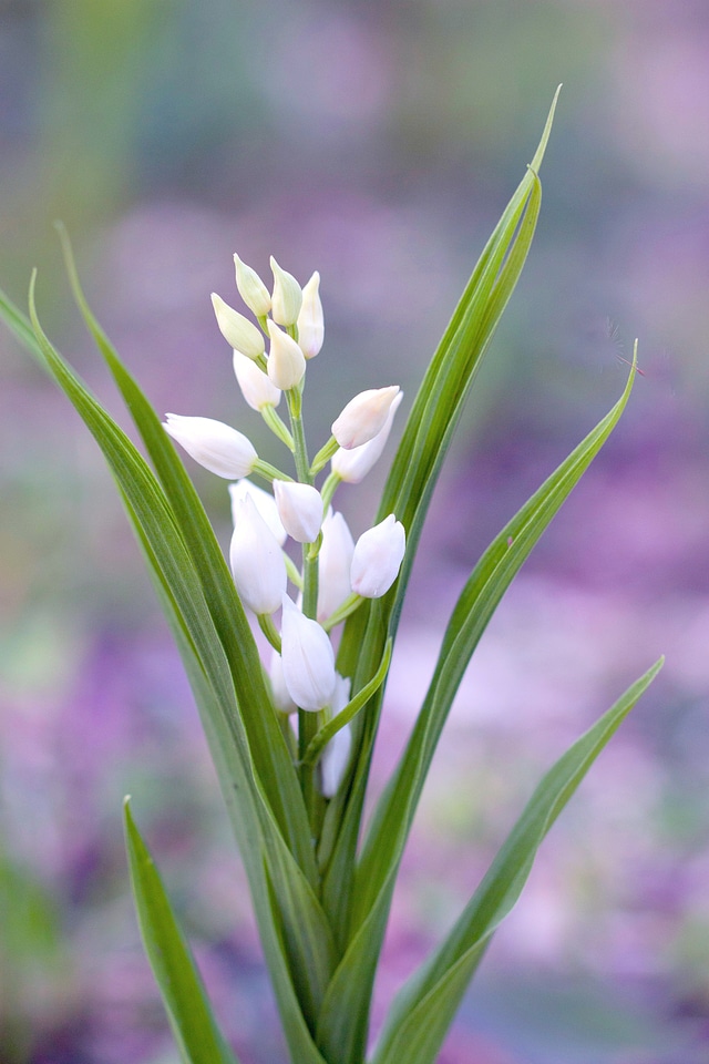 Nature lilies white