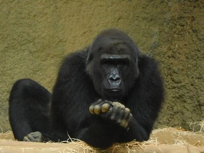 Ape animal primate
