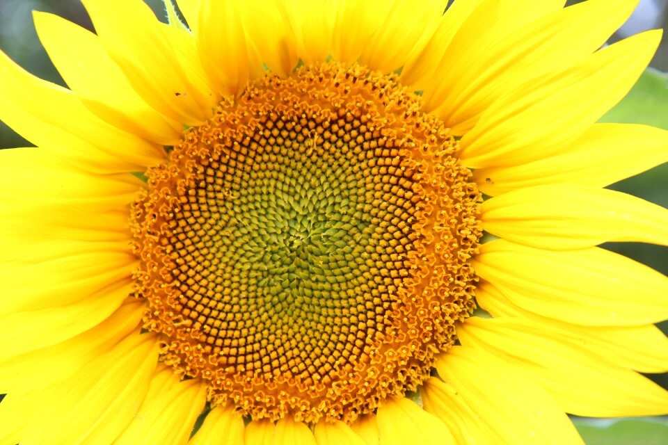Flower sun agriculture yellow flower