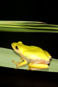 Hyperolid hyperolidae reed frog