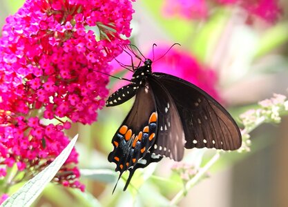 Butterflies summer nature