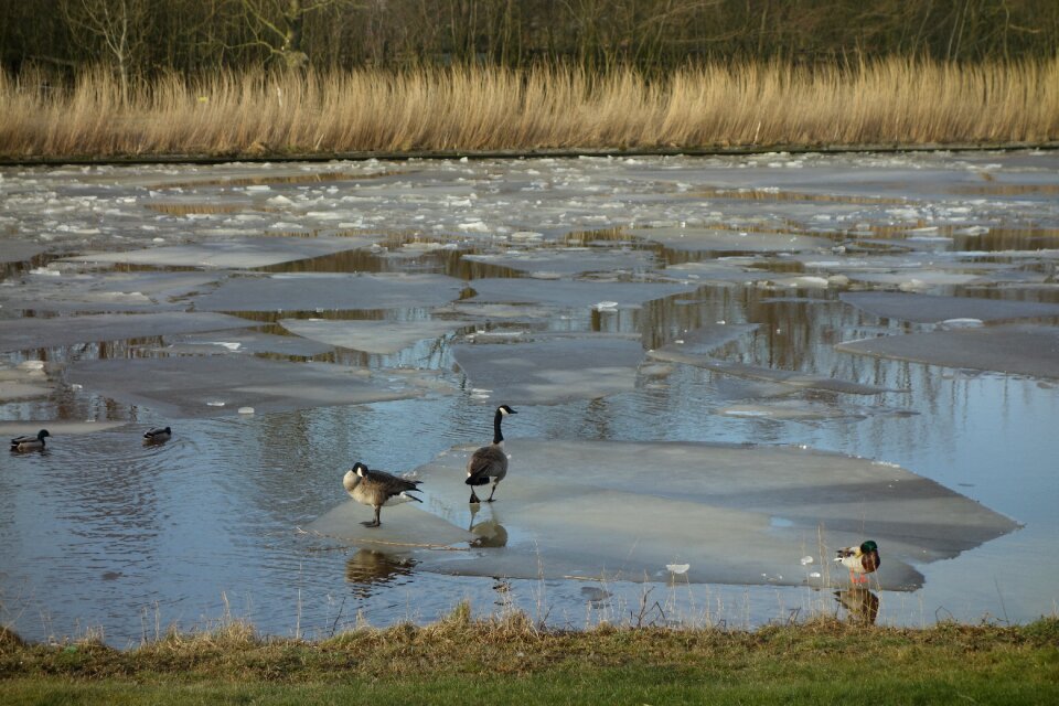 Snow frozen river