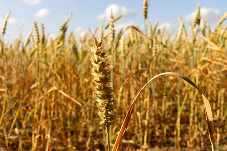 Cereals field nature photo