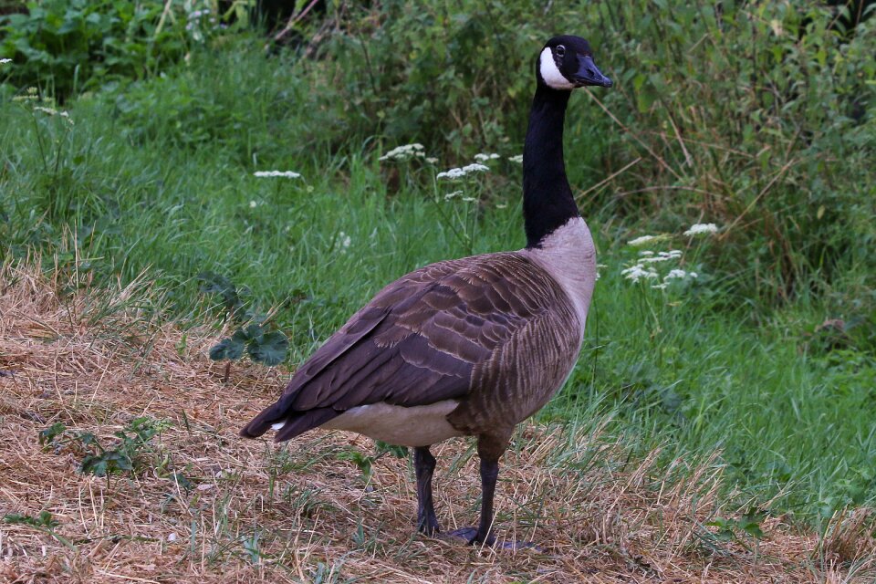 Goose water bird wild goose photo