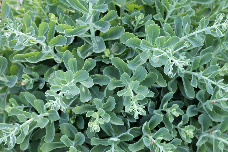 Summer garden plant nature