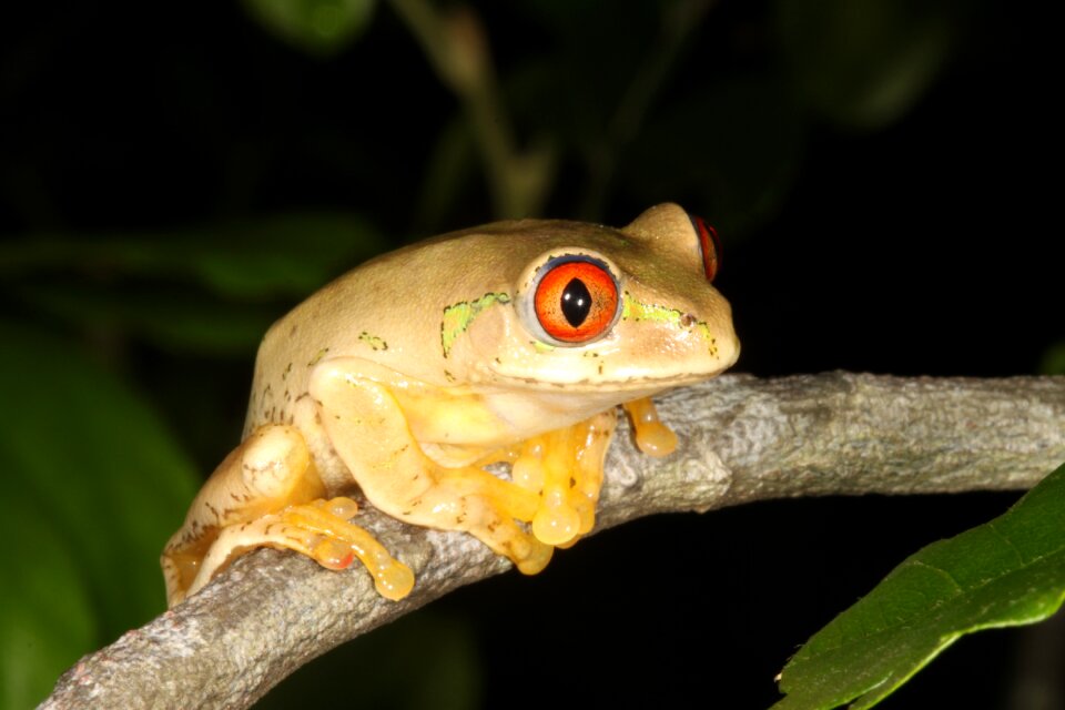 Hyperolid hyperolidae reed frog