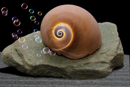 Pebble blow creature