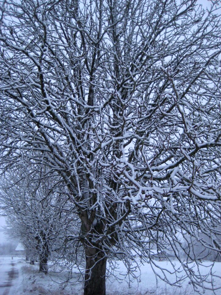 Cold morning frost