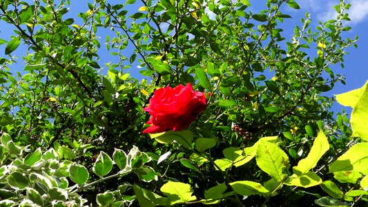 Blossom bloom nature