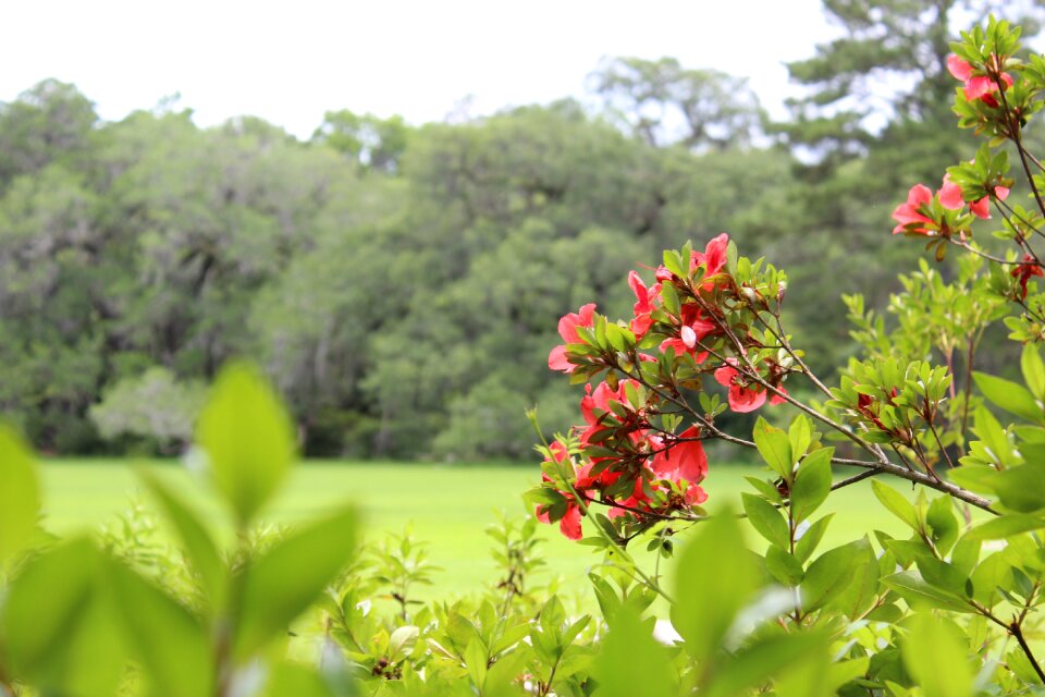 Greenery nature panoramic