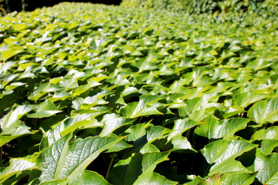 Nature garden leaf