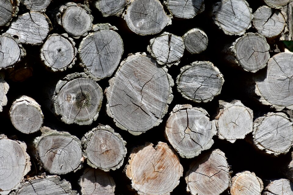 Woodpile forest trunks