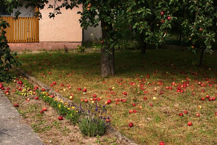 Fruit sad garden