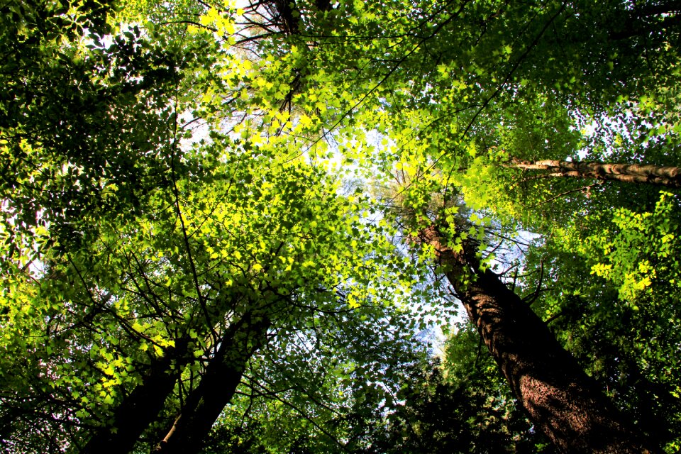 Nature landscape path photo