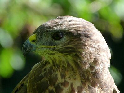 Buzzard predator nature