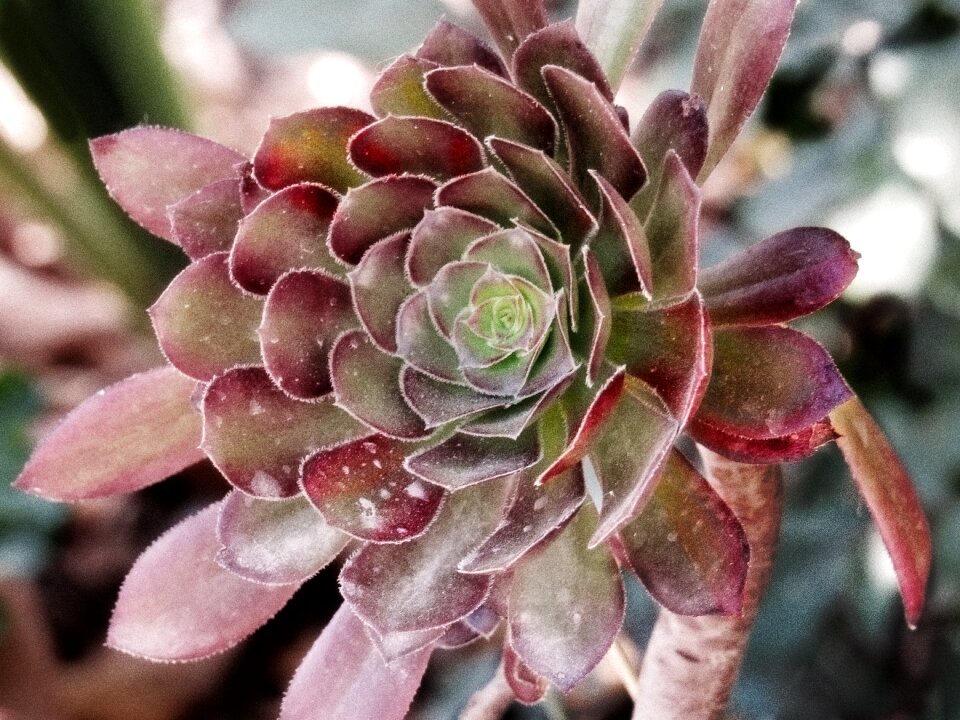 Flower succulent escheveria