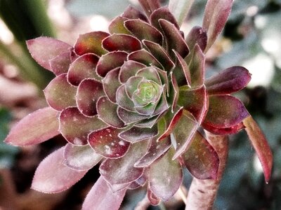 Flower succulent escheveria