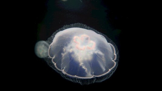 Sea jellyfish aquarium ocean photo