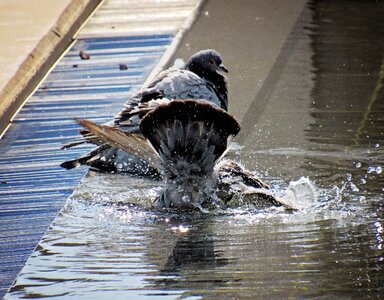Nature pigeons animal
