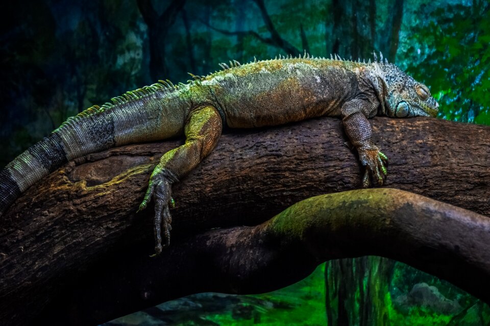 Lizard animal nature
