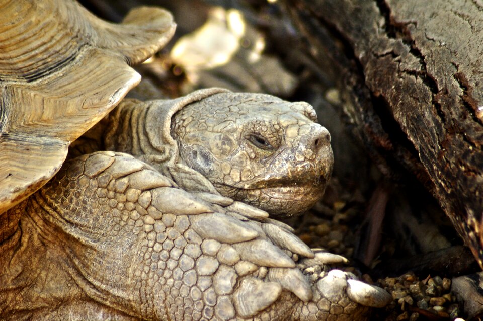 Galapagos turtle giant tortoise of the galapagos galapagos islands