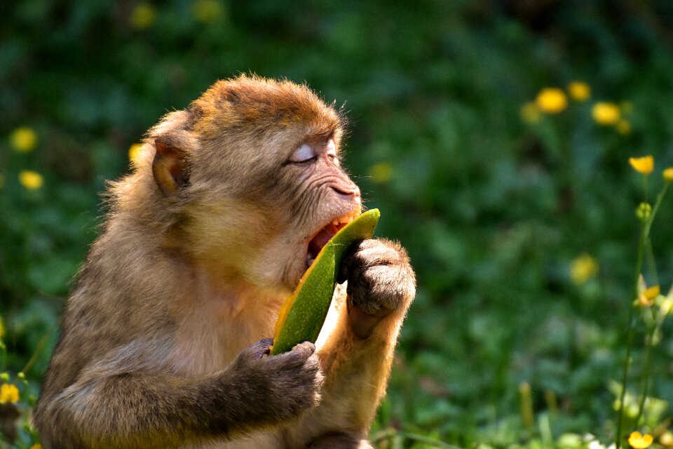 Animal wild animal zoo