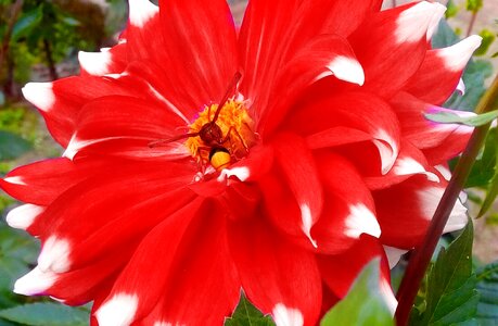 Blossom dahlia nature