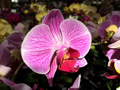 Orchid phalaenopsis pink photo