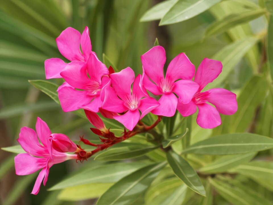 Flowers oleandre rosage