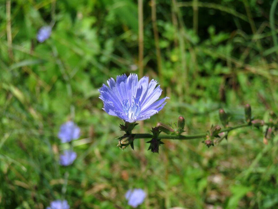 Field bloom nature