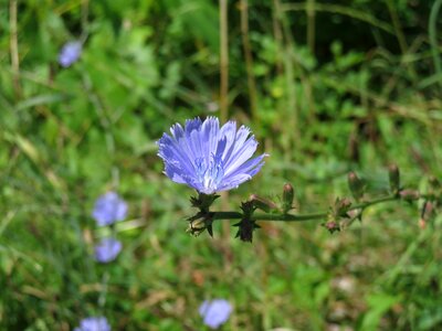 Field bloom nature photo