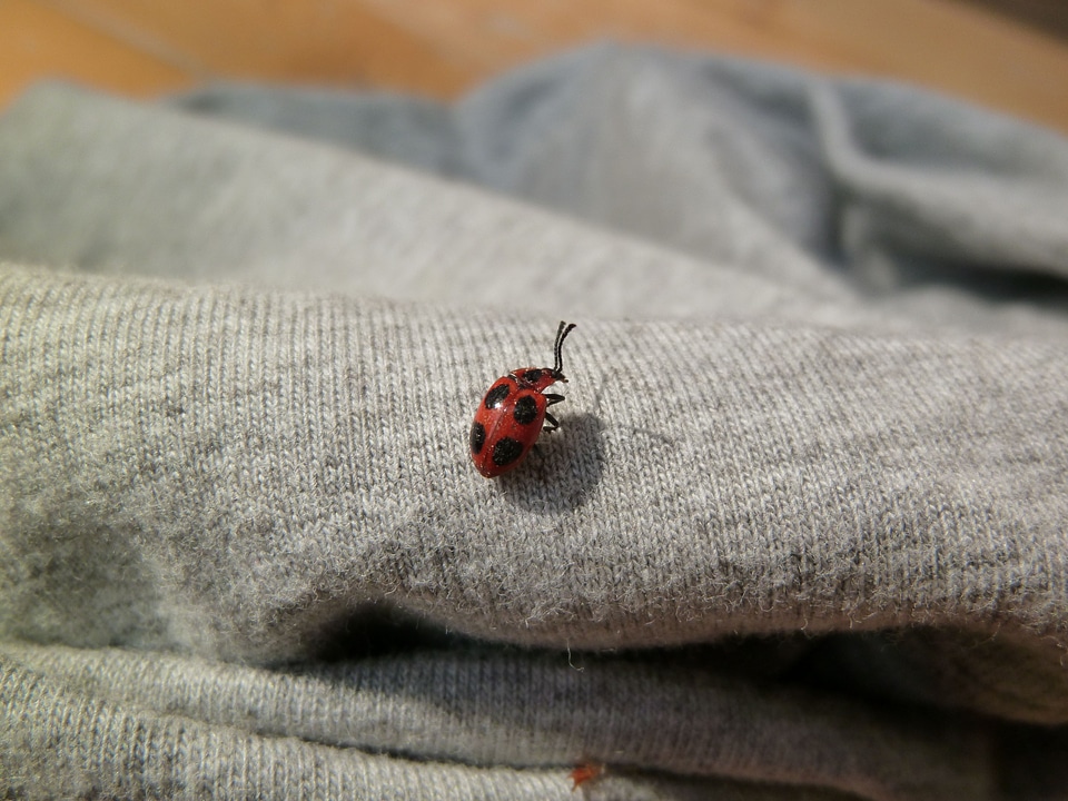 Endomychus coccineus scarlet umbrinum beetle insect