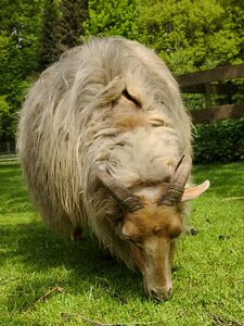 Spring animal petting