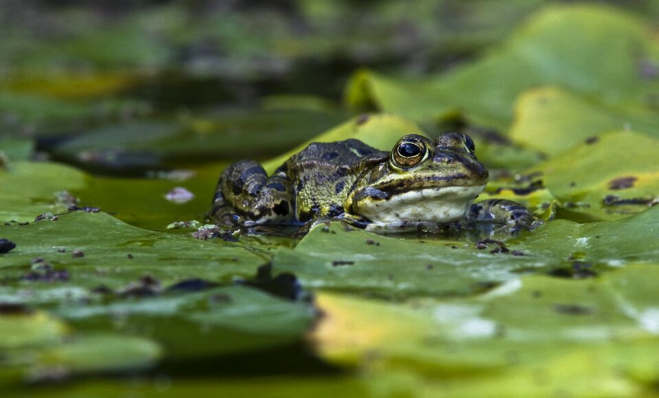 Frog pond close up