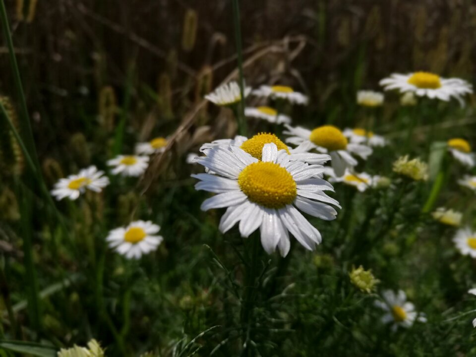 Daisy meadow flowers