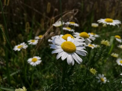 Daisy meadow flowers photo